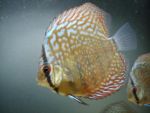 User:  andrea alampi
Name:  discus07-03 019.jpg
Title: discus07 03 019
Views: 827
Size:   B