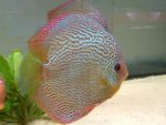 User:  andrea alampi
Name:  discus 21-03 007.jpg
Title: discus 21 03 007
Views: 853
Size:   B