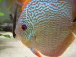 User:  andrea alampi
Name:  discus 21-03 013.jpg
Title: discus 21 03 013
Views: 913
Size:   B