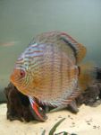 User:  andrea alampi
Name:  discus 21-03 065.jpg
Title: discus 21 03 065
Views: 1007
Size:   B