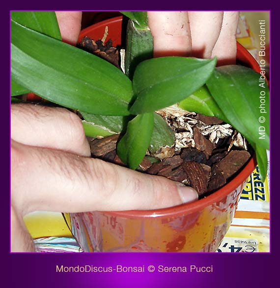 Rinvaso Orchidee - Diversi Substrati : Bark, Mallo di Cocco e