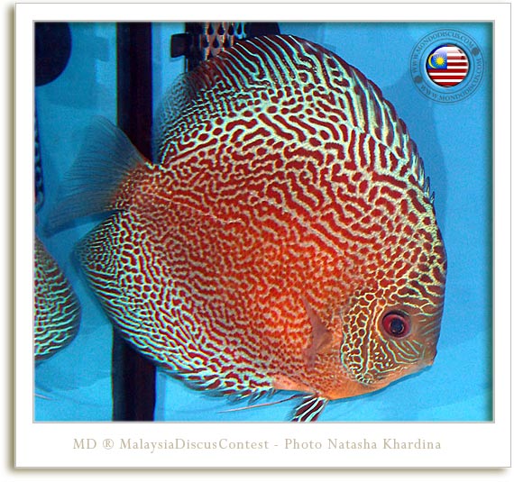 snake spotted discus malaysia contest