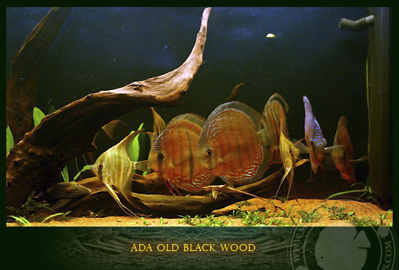 old black wood
