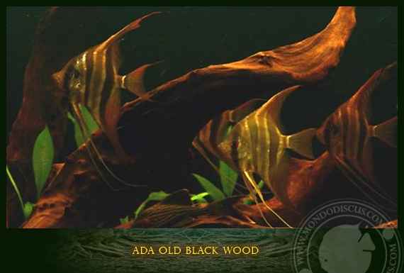 old black wood