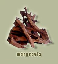 legno di mangrovia