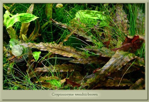 criptocoryne wendtii brown