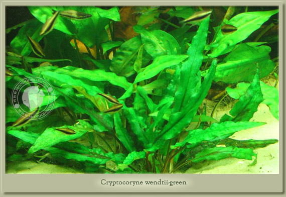 criptocoryne wendtii green