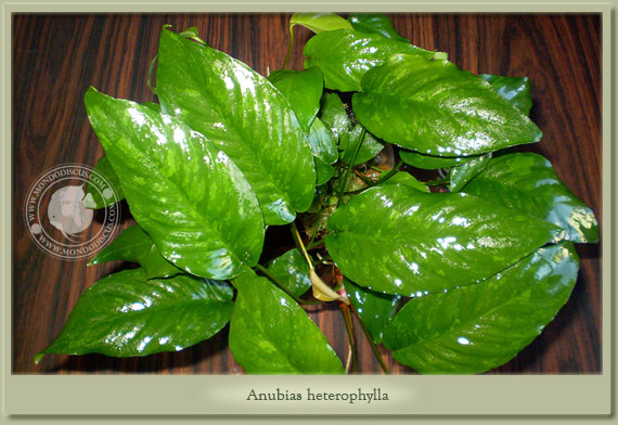 Anubias heterophylla pianta per acquario