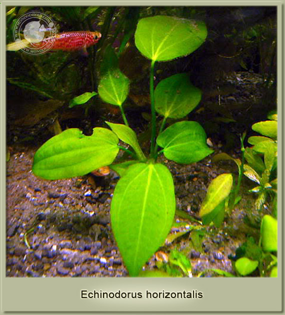 echinodorus horizontalis