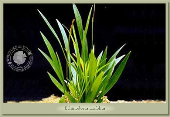 echinodorus latifolius