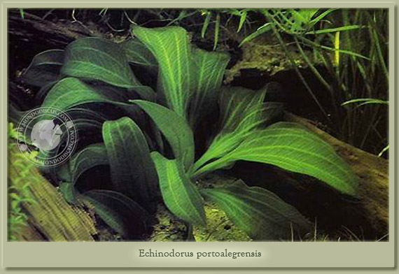 echinodorus portoalegrensis