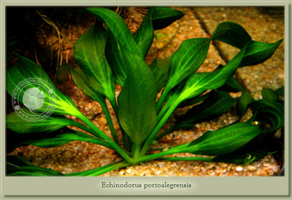echinodorus portoalegrensis