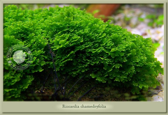 pianta piante vere vive raro moss muschio di singapore acquario di acqua  dolce