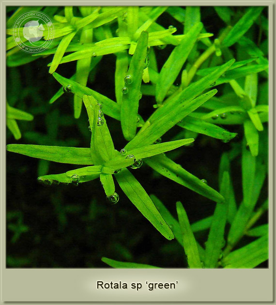 rotala green
